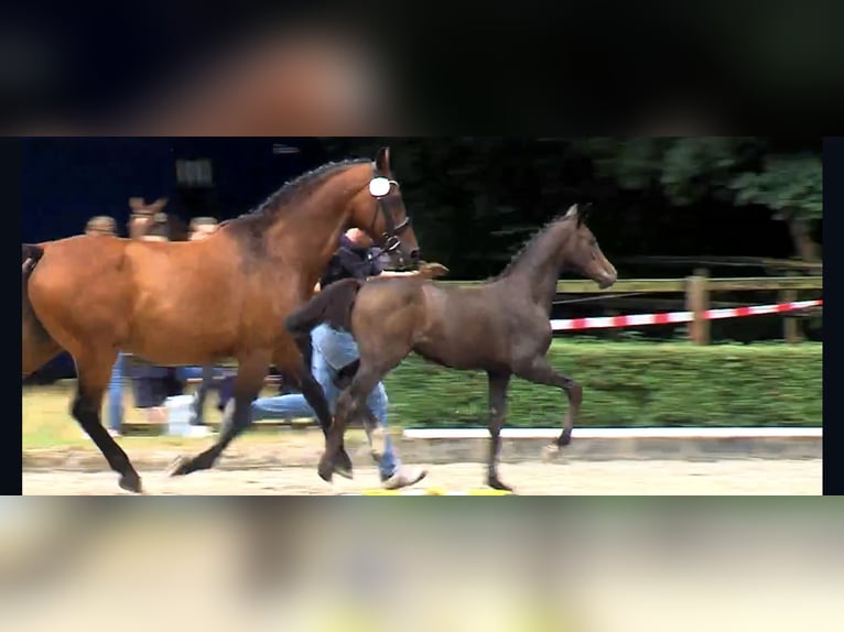Oldenbourg Jument  169 cm Peut devenir gris in Winsen (Aller)