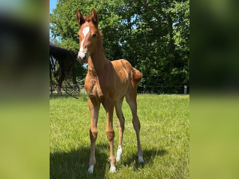 Oldenbourg Jument  170 cm Alezan brûlé in Werlte