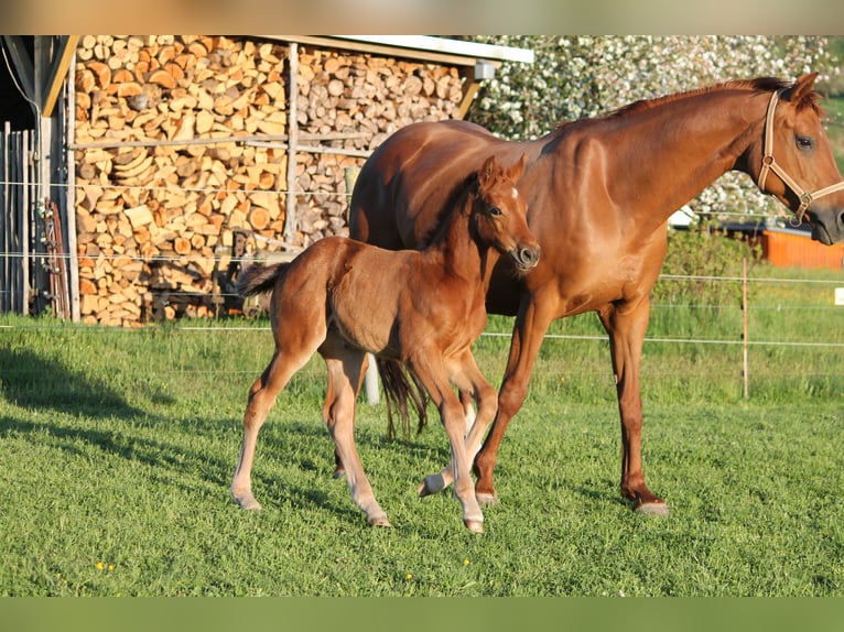 Oldenbourg Jument  170 cm Alezan brûlé in Trockenborn