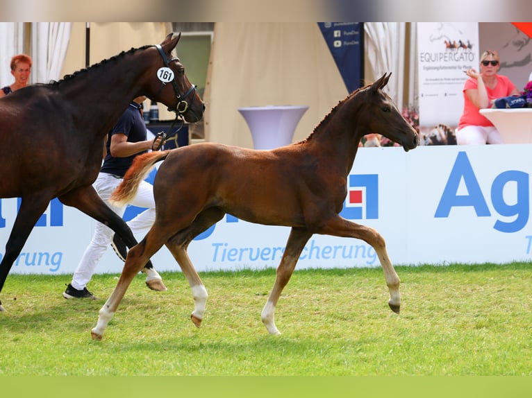 Oldenbourg Jument Poulain (04/2024) 170 cm Alezan brûlé in Eschenburg