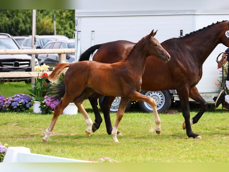 Oldenbourg Jument Poulain (04/2024) 170 cm Alezan brûlé in Eschenburg