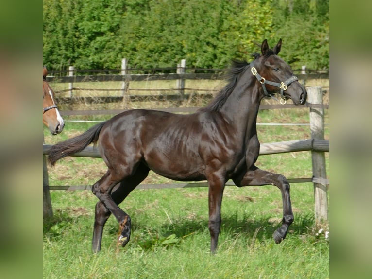 Oldenbourg Jument Poulain (03/2025) 170 cm Alezan brûlé in Greifenstein