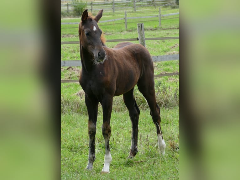 Oldenbourg Jument Poulain (03/2025) 170 cm Alezan brûlé in Greifenstein