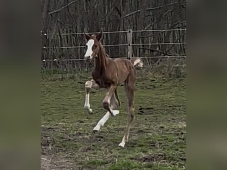 Oldenbourg Jument Poulain (04/2026) 170 cm Alezan in Breklum