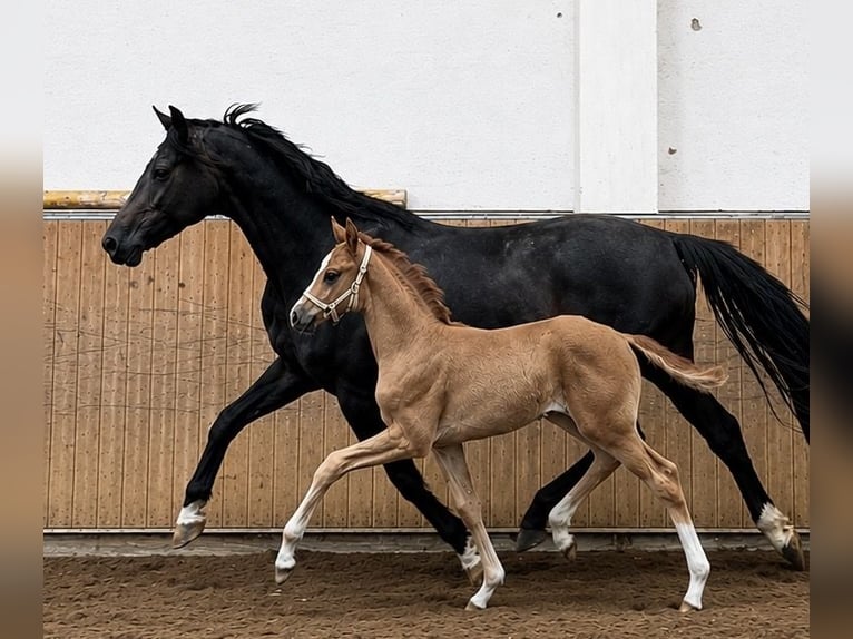 Oldenbourg Jument Poulain (05/2026) 170 cm Alezan in Hohenahr