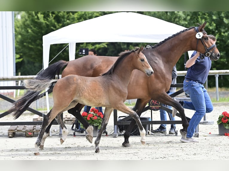 Oldenbourg Jument Poulain (03/2024) 170 cm Bai brun in Neuenkirchen