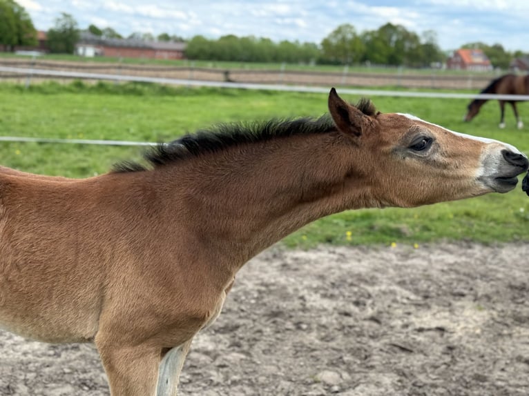 Oldenbourg Jument Poulain (03/2024) 170 cm Bai brun in Neuenkirchen