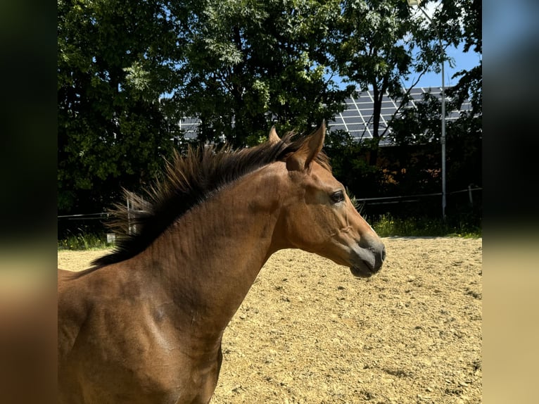 Oldenbourg Jument Poulain (03/2024) 170 cm Bai brun in Neuenkirchen