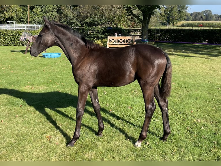 Oldenbourg Jument Poulain (04/2024) 170 cm Bai brun foncé in Löningen