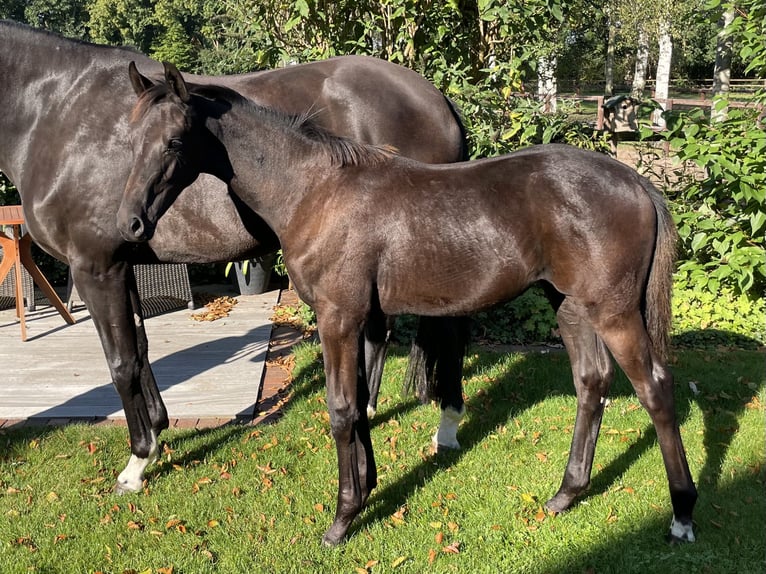 Oldenbourg Jument Poulain (04/2024) 170 cm Bai brun foncé in Löningen