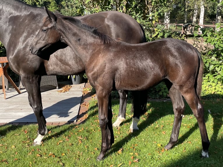 Oldenbourg Jument Poulain (04/2024) 170 cm Bai brun foncé in Löningen