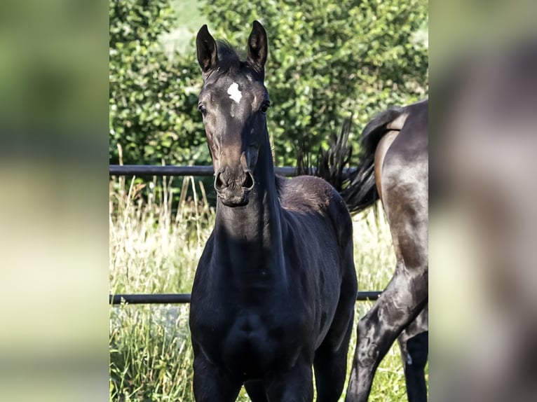 Oldenbourg Jument Poulain (04/2026) 170 cm Bai brun foncé in Glaubitz