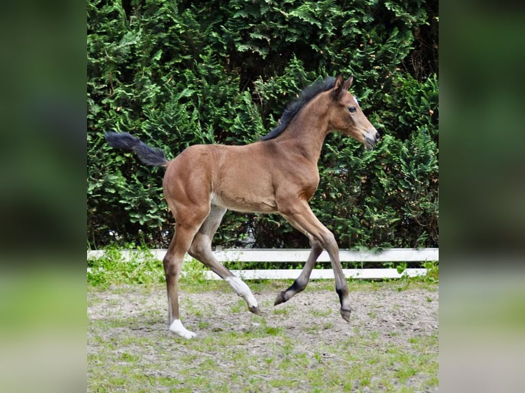 Oldenbourg Jument Poulain (03/2024) 170 cm Bai in Meppen