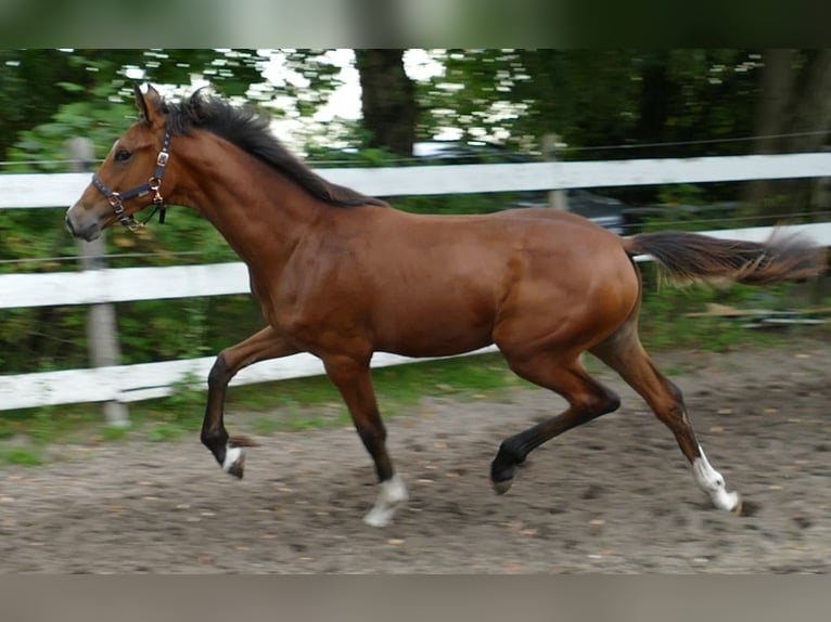 Oldenbourg Jument Poulain (03/2025) 170 cm Bai in Greifenstein