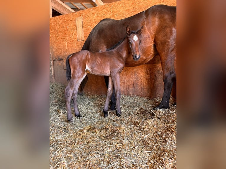 Oldenbourg Jument Poulain (06/2024) 170 cm Bai in Dietfurt an der Altmühl