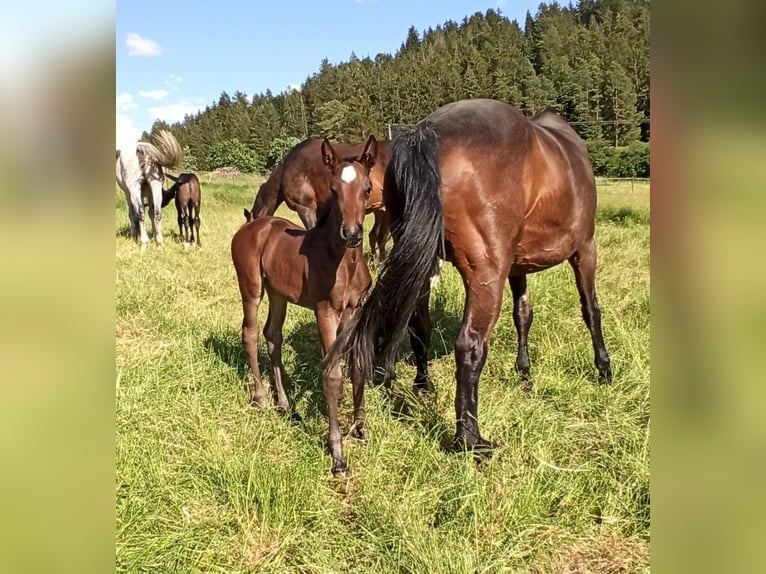 Oldenbourg Jument Poulain (06/2024) 170 cm Bai in Dietfurt an der Altmühl