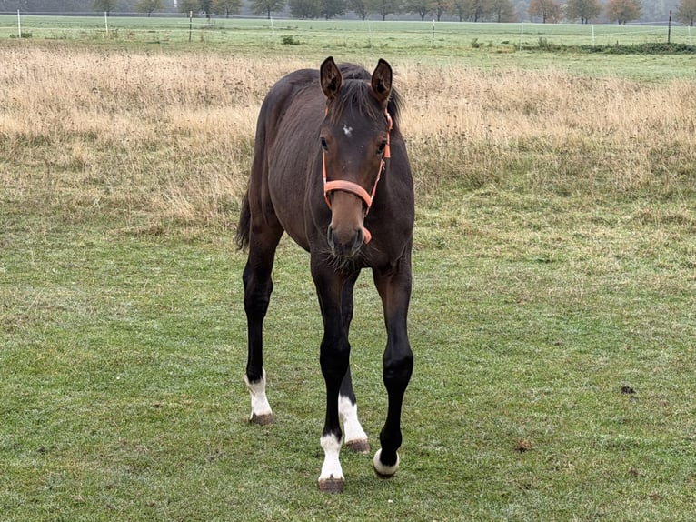 Oldenbourg Jument Poulain (04/2026) 170 cm Bai in Zschortau