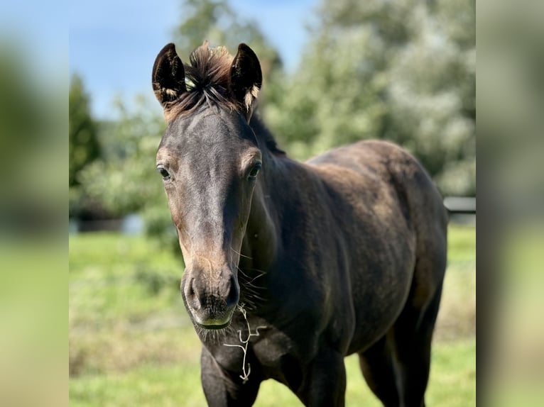 Oldenbourg Jument Poulain (05/2024) 170 cm Noir in Krempermoor