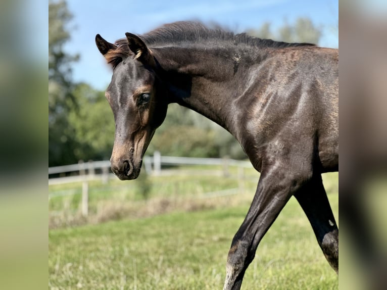 Oldenbourg Jument Poulain (05/2024) 170 cm Noir in Krempermoor