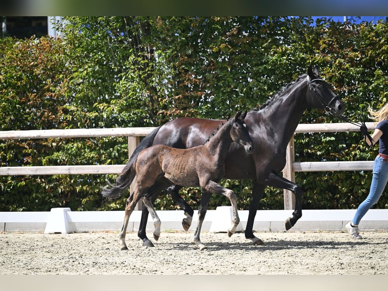 Oldenbourg Jument Poulain (05/2026) 170 cm Noir in Lohne (Oldenburg)