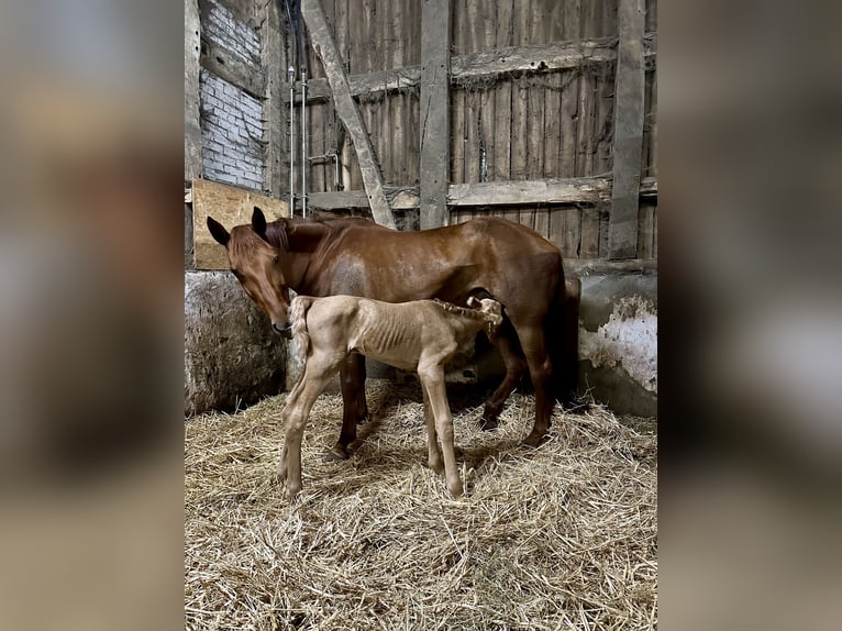 Oldenbourg Jument Poulain (06/2024) 170 cm Palomino in Stuhr