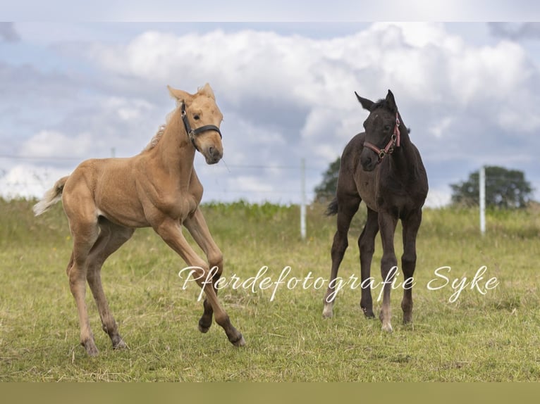 Oldenbourg Jument Poulain (06/2024) 170 cm Palomino in Stuhr