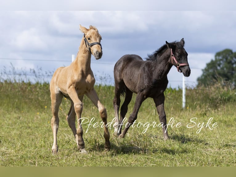 Oldenbourg Jument Poulain (06/2024) 170 cm Palomino in Stuhr