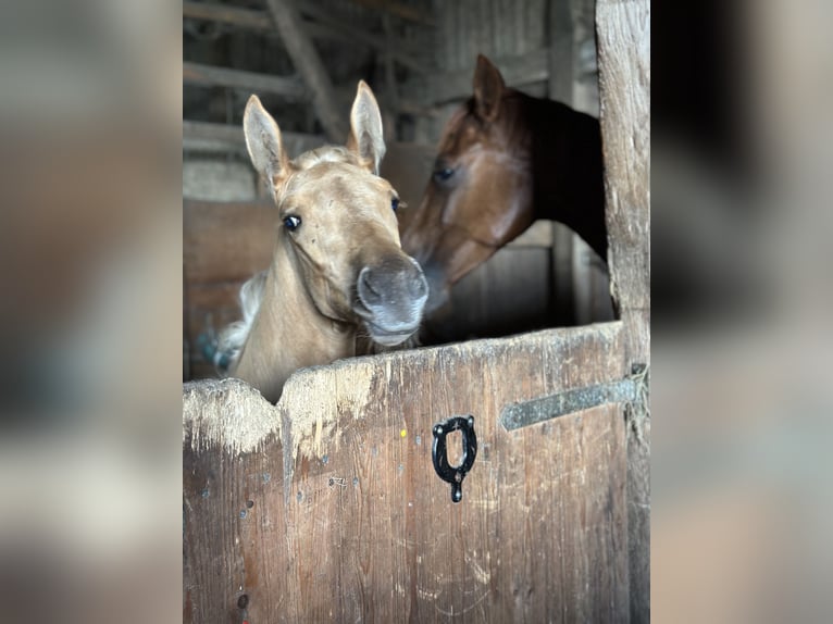 Oldenbourg Jument Poulain (06/2024) 170 cm Palomino in Stuhr