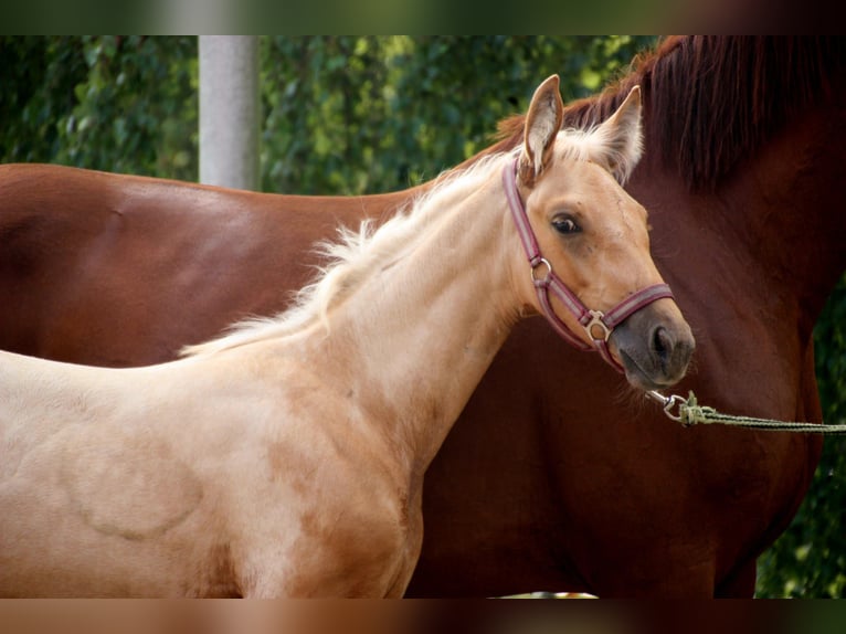 Oldenbourg Jument Poulain (06/2024) 170 cm Palomino in Stuhr