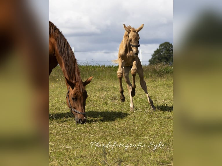 Oldenbourg Jument Poulain (06/2024) 170 cm Palomino in Stuhr