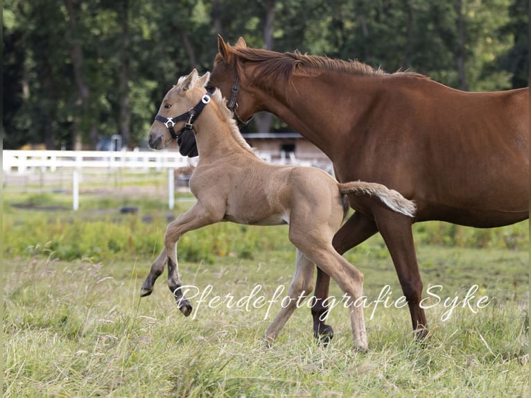 Oldenbourg Jument Poulain (06/2024) 170 cm Palomino in Stuhr