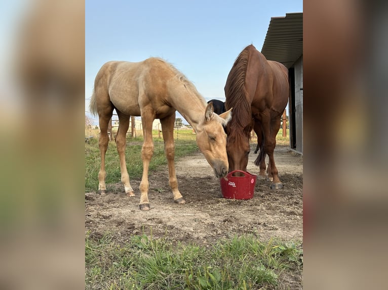 Oldenbourg Jument Poulain (06/2024) 170 cm Palomino in Stuhr