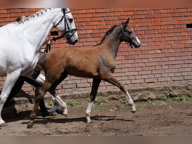 Oldenbourg Jument Poulain (04/2026) 170 cm Peut devenir gris in Hilgermissen