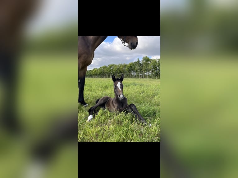 Oldenbourg Jument Poulain (05/2025) 170 cm Peut devenir gris in Handewitt