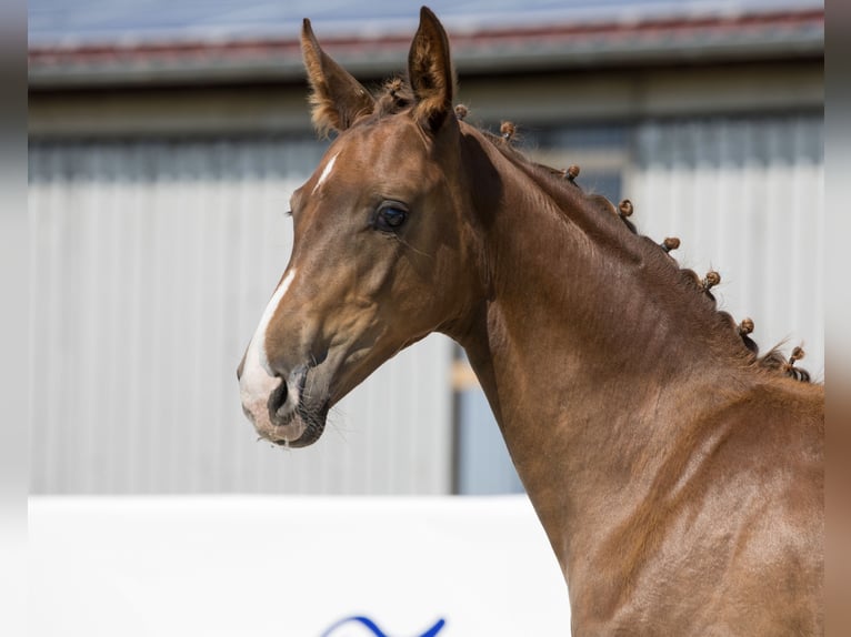 Oldenbourg Jument Poulain (03/2024) 172 cm Alezan brûlé in Belgern