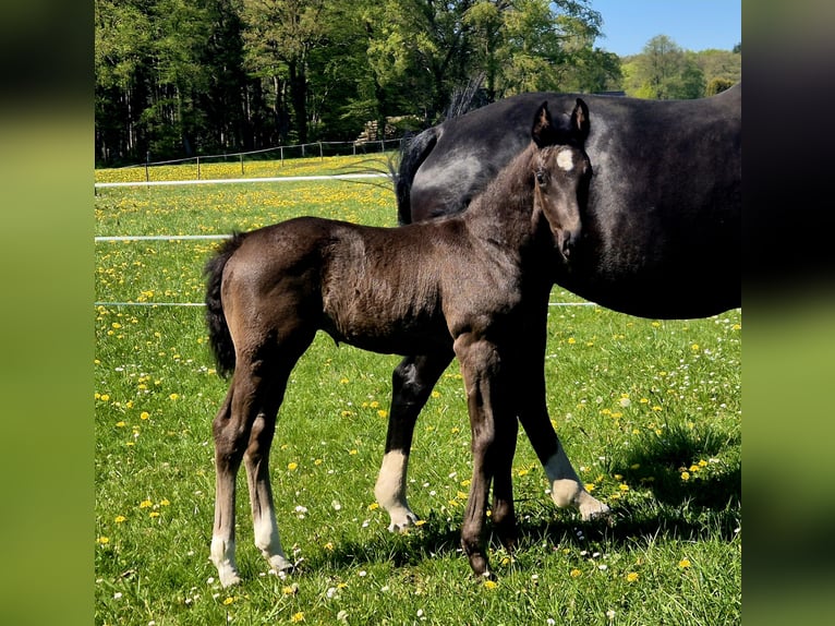 Oldenbourg Jument Poulain (03/2026) 172 cm Bai brun in Westerstede