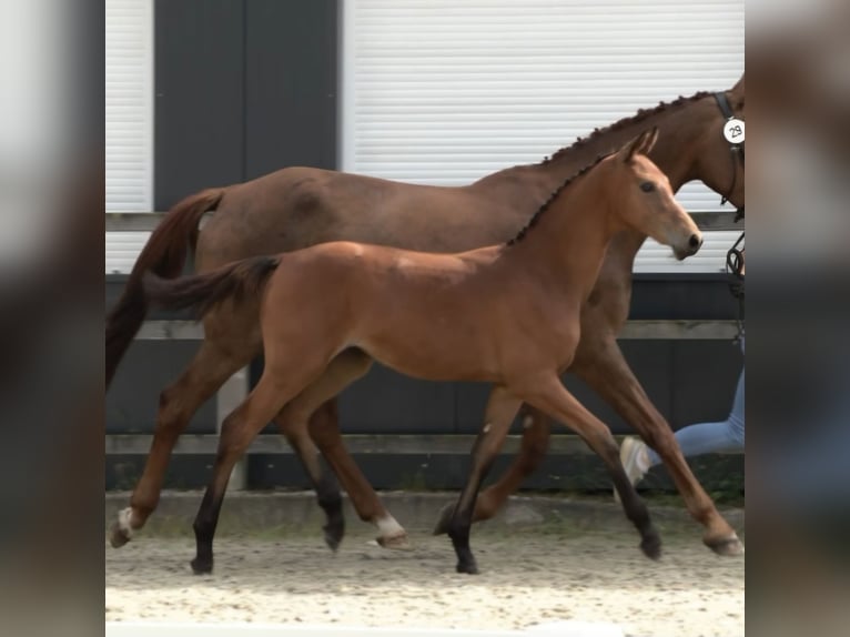 Oldenbourg Jument Poulain (03/2024) 172 cm Bai in Dötlingen