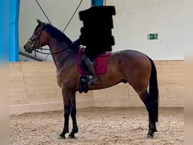 Oldenbourg Jument Poulain (04/2025) 172 cm Bai in Ovelg&#xF6;nne