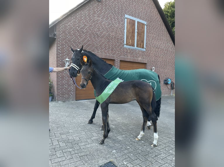 Oldenbourg Jument Poulain (05/2025) 172 cm Bai in Syke