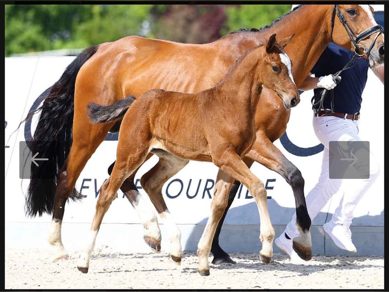 Oldenbourg Jument Poulain (03/2025) 172 cm Bai in Glaubitz