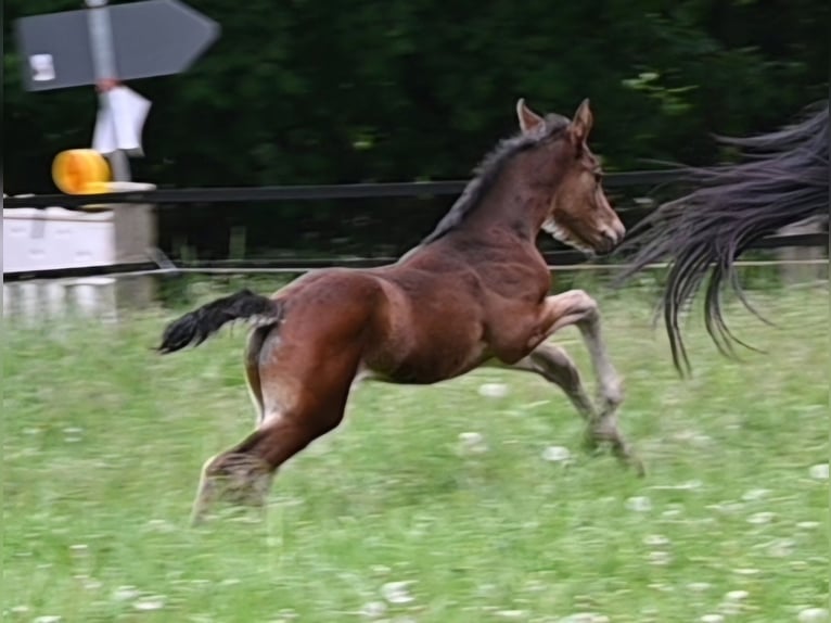 Oldenbourg Jument Poulain (03/2024) 172 cm Bai in Emstek