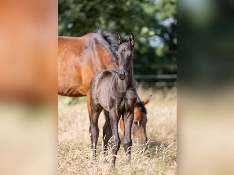 Oldenbourg Jument Poulain (06/2024) 172 cm Noir in Holtland