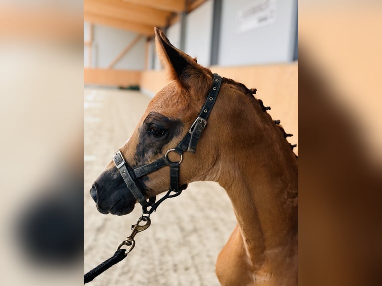 Oldenbourg Jument Poulain (05/2024) 174 cm Alezan brûlé in Westerkappeln