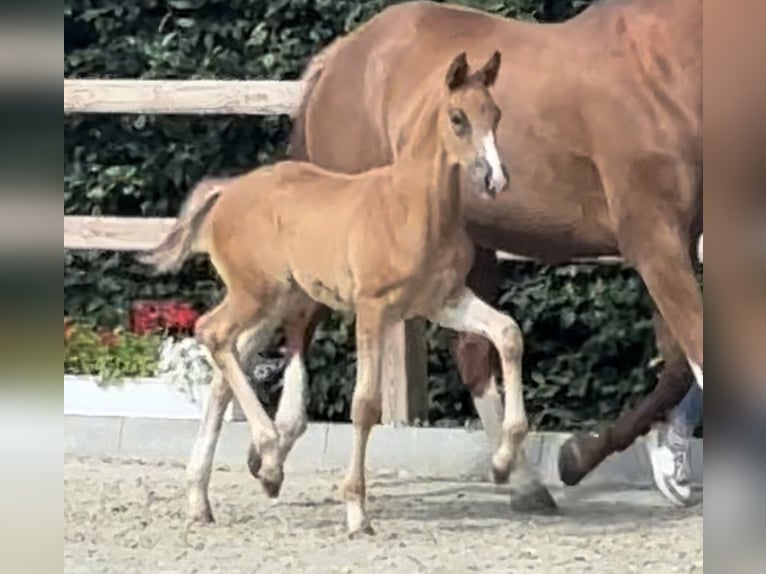 Oldenbourg Jument Poulain (05/2024) 174 cm Alezan brûlé in Westerkappeln