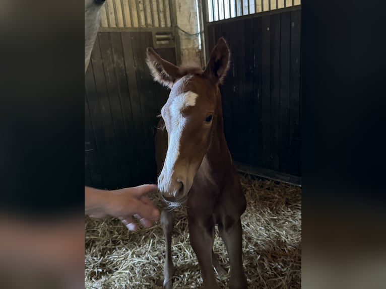 Oldenbourg Jument Poulain (06/2026) 175 cm Peut devenir gris in Hanerau-Hademarschen