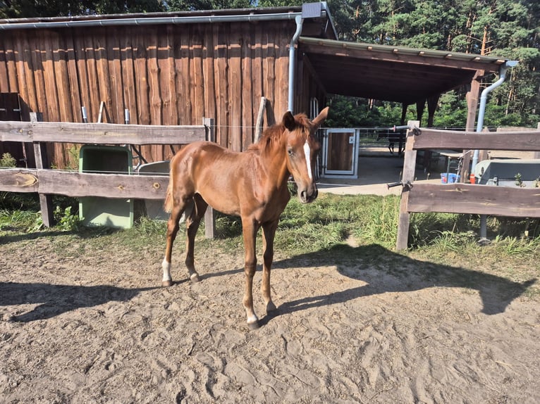 Oldenbourg Jument Poulain (04/2025) Alezan brûlé in Drachhausen
