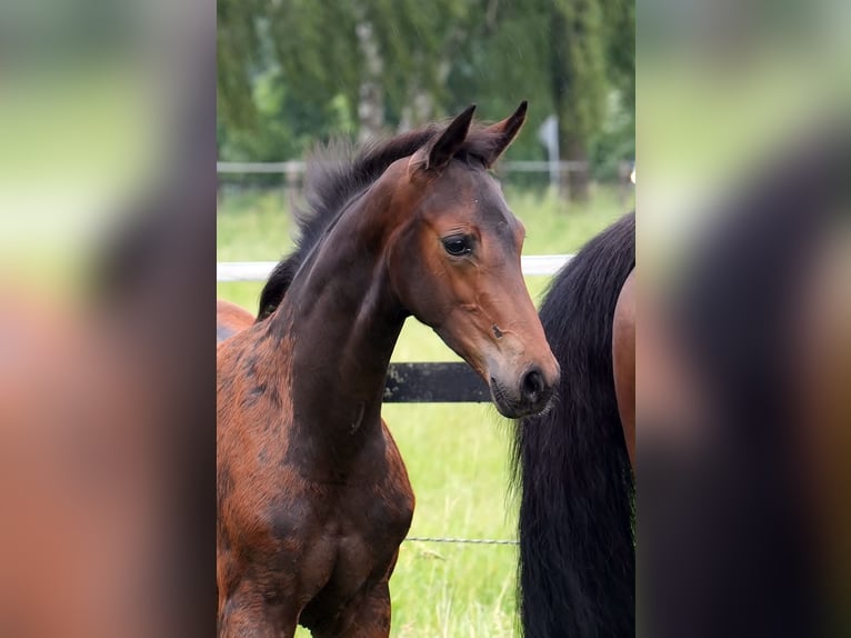 Oldenbourg Jument Poulain (03/2026) Bai brun in Werlte