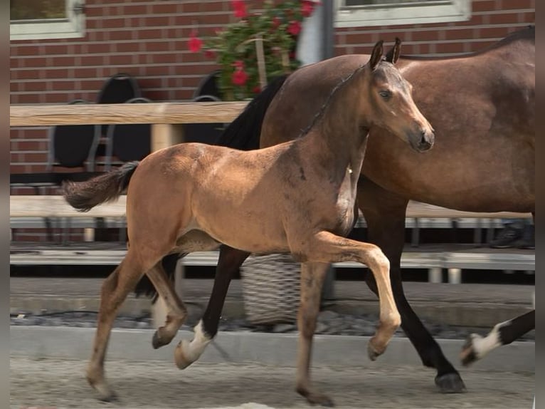 Oldenbourg Jument Poulain (05/2024) Bai brun in Emstek