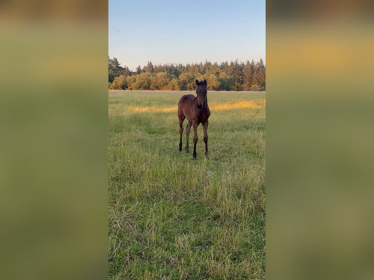 Oldenbourg Jument Poulain (04/2024) Bai brun in Neustadt am Rübenberge