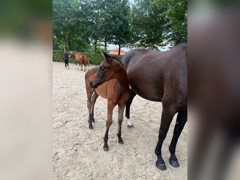 Oldenbourg Jument Poulain (04/2024) Bai brun in Neustadt am Rübenberge